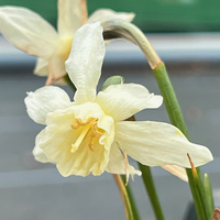 Narcissus 'Sailboat'